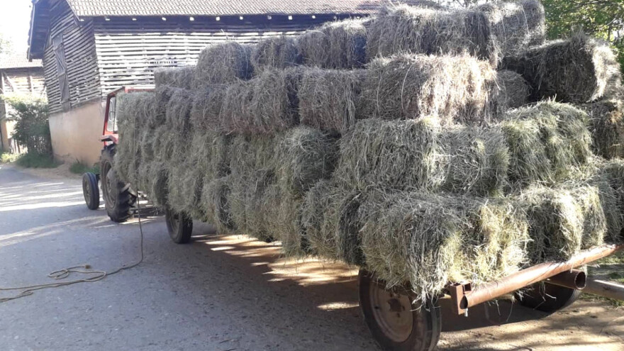 Suša "pokosila" livade i pašnjake u Istočnoj Srbiji