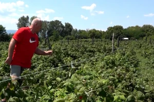 Bez berbe maline u oktobru - loša godina za organsku polku