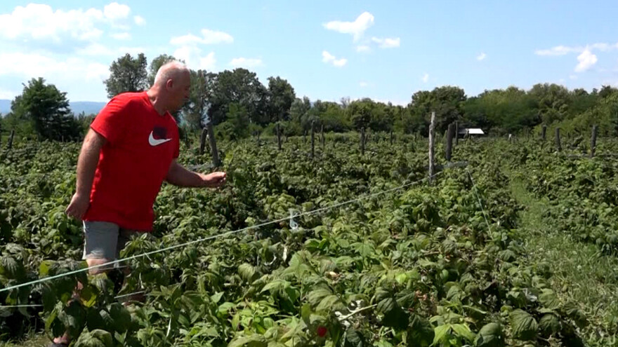 Bez berbe maline u oktobru - loša godina za organsku polku