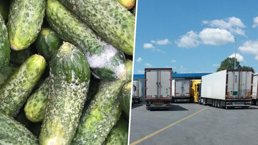 Šokantne fotografije bh. kornišona - njemački kupac ih odbio, ogromna šteta