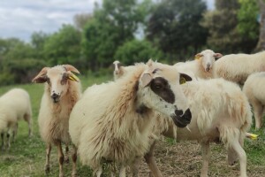Neregistrirani veterinarski lijekovi s oglasnika - što drugo preostaje našim stočarima?