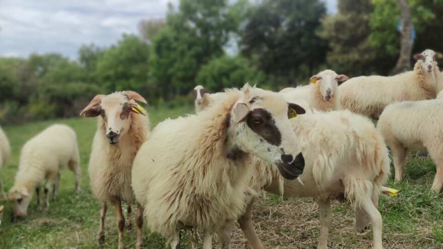 Neregistrirani veterinarski lijekovi s oglasnika - što drugo preostaje našim stočarima?