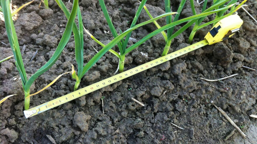 Ozimi češnjak: Do kada i kako ga saditi - koja su pravila njegova uzgoja