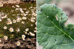 Kako od buhača napraviti prirodni insekticid protiv buhača?