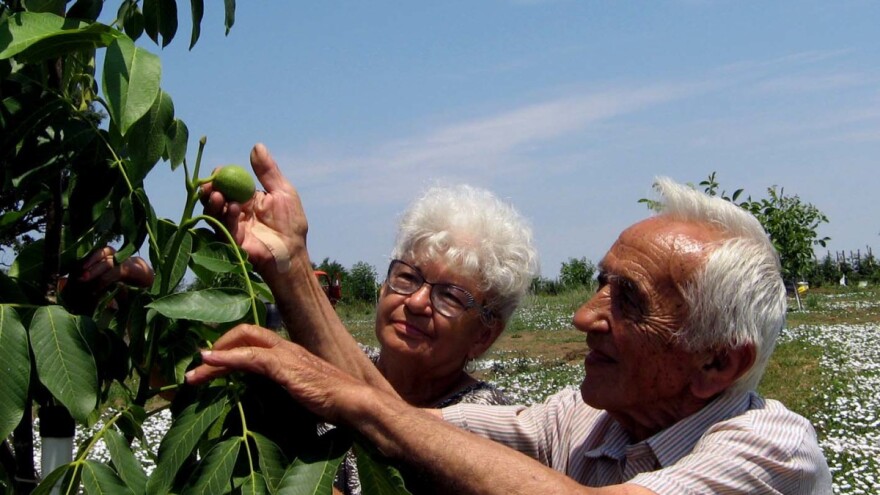 Zasadio 6 hektara oraha u devetoj deceniji!