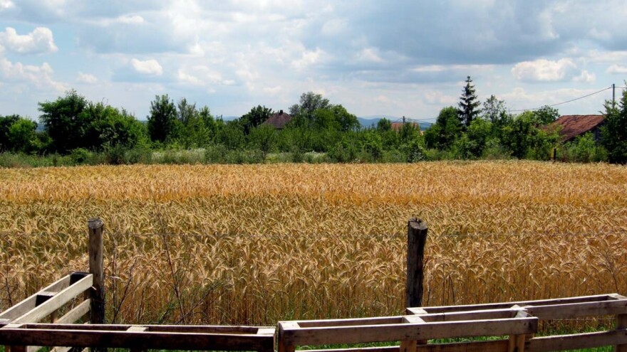 Kakva je tehnologija gajenja pšenice u organskoj proizvodnji?