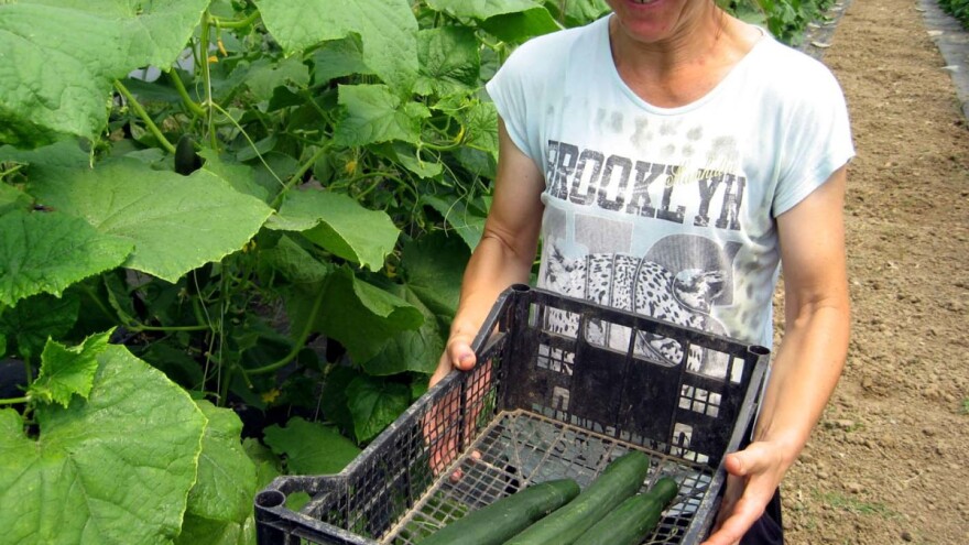 Kragujevac: "Pčelice" beru svoj prvi rod iz plastenika