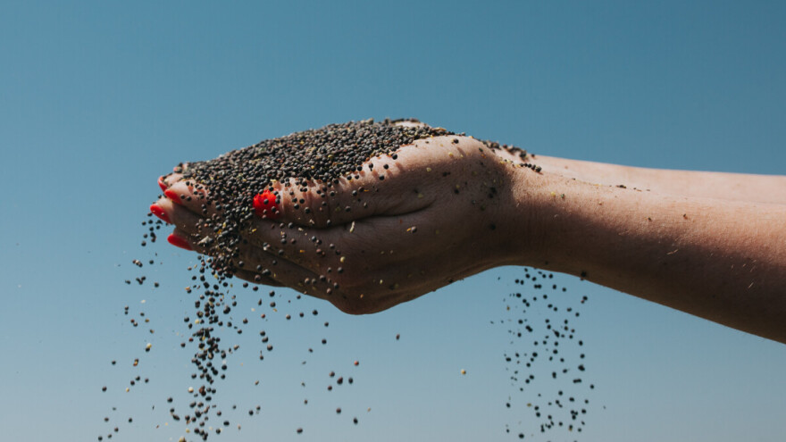 Unatoč teškoj godini, uljana repica je i dalje izazov pun potencijala!