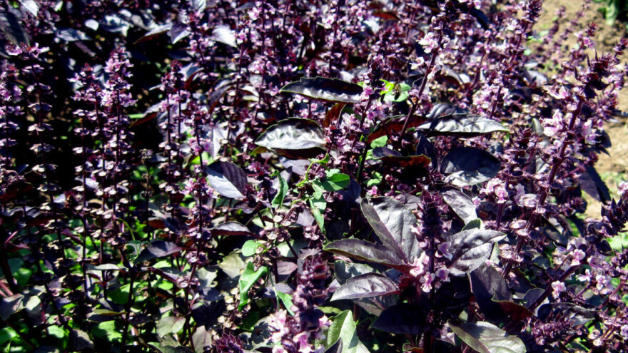 Ljubičaste nijanse bosiljka - zaštitnika krvožilnog sustava