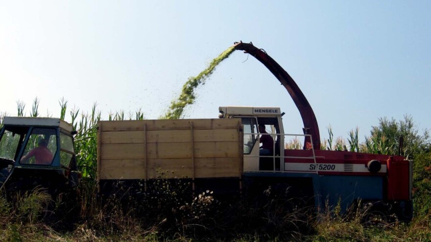 Šumadijski kukuruz u silaži - zrna manje, ali je slađe