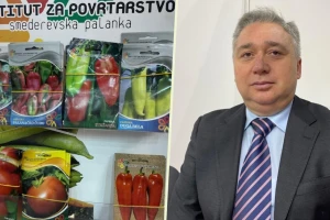 Idemo "u Afriku da sadimo papriku": Pregovori za izvoz semena na dalja tržišta