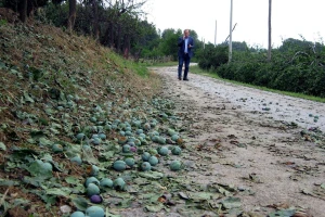 Topola: Nemilost neba košta 20 miliona evra