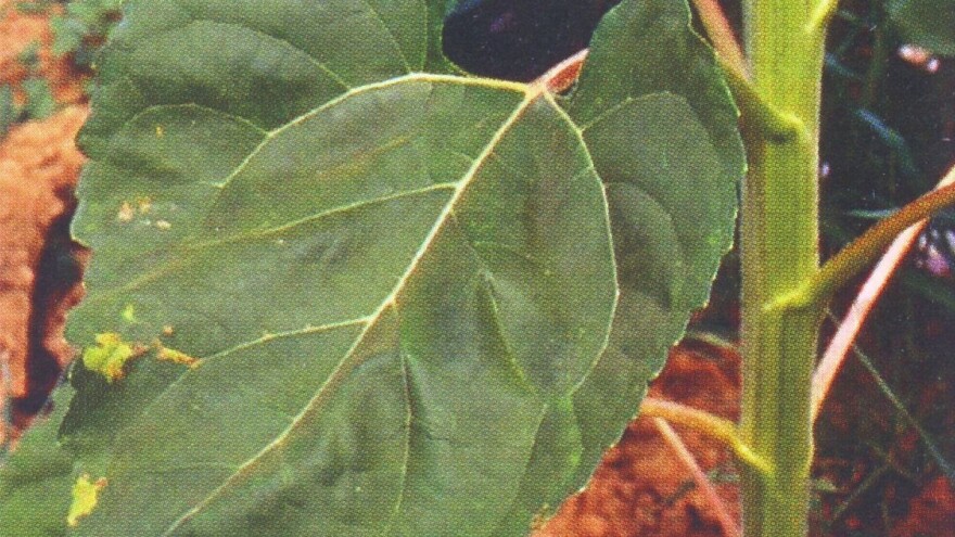 Plamenjača suncokreta - simptomi i mere suzbijanja