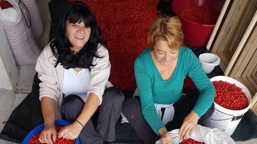 Dragana Aćić se sa porodicom vratila selu, ali i šipurku, drenjini i trnjini