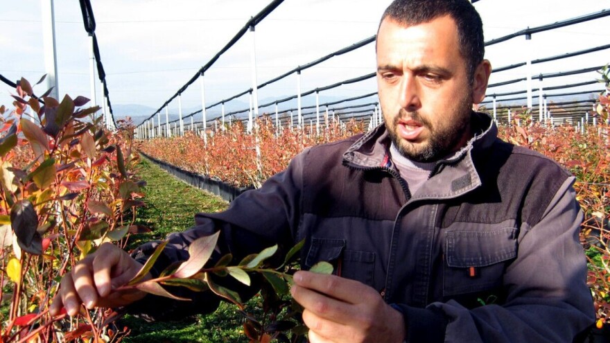 Šta raditi sa borovnicom kada je u novembru toplo?