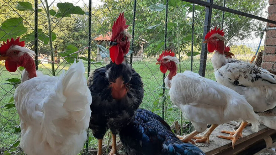 Koko centar za ugroženog banatskog gološijana