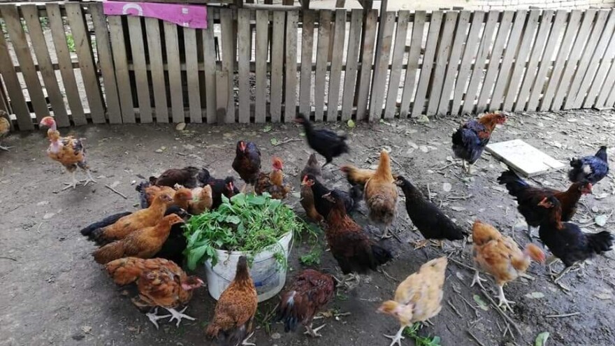 Elvis Dado Horvatinović zdravlje živine jača belim lukom, sirćetom i pepelom