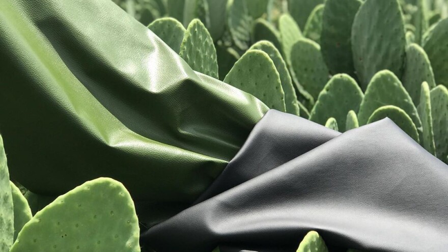 Od poljoprivrednika otkupljuju kaktuse i izrađuju eko kožu