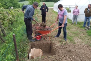 Zakopaj rog punjen balegom, kvarcom, travama i korovima pa prskaj biljke i zemlju