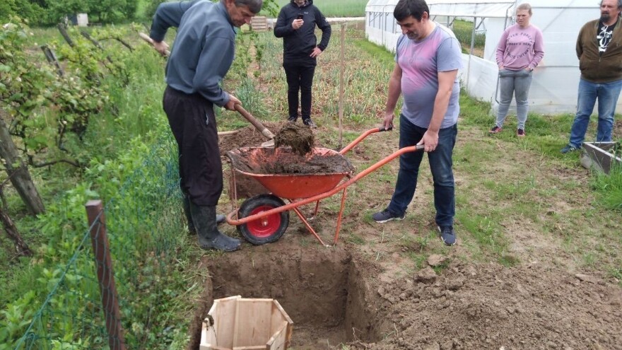 Zakopaj rog punjen balegom, kvarcom, travama i korovima pa prskaj biljke i zemlju
