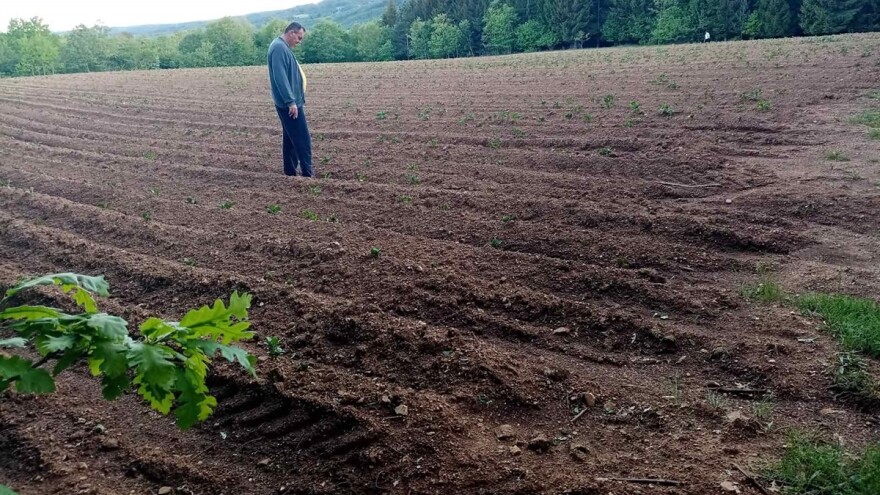 Veso Radić: Za nevesinjski krompir uvijek se nađe kupac