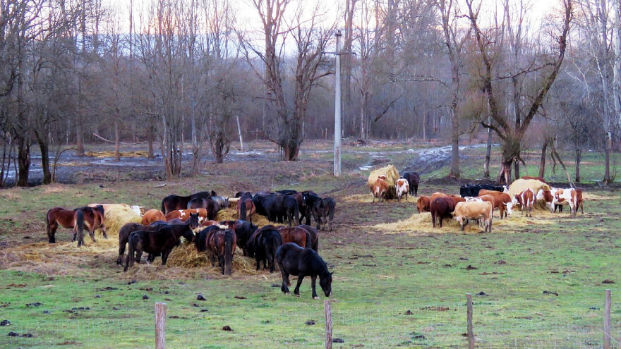 Uredio i ogradio pašnjak, a opasnost sad vreba iz zraka - janjce mu ubijaju gavrani