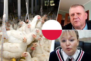 Poljski recept za konkurentnost: Dobra organizacija, udruživanje i educiranje