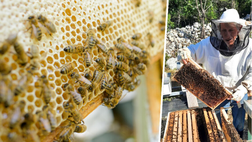 Antun Banovac (87) i dalje aktivno pčelari: Ponekad peckaju, ali ja to mogu