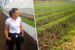 Organska proizvodnja: Kuzmanovići iz Čeneja zadovoljni otkupom i cenama