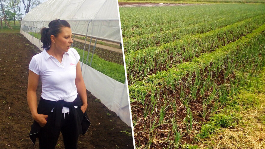 Organska proizvodnja: Kuzmanovići iz Čeneja zadovoljni otkupom i cenama