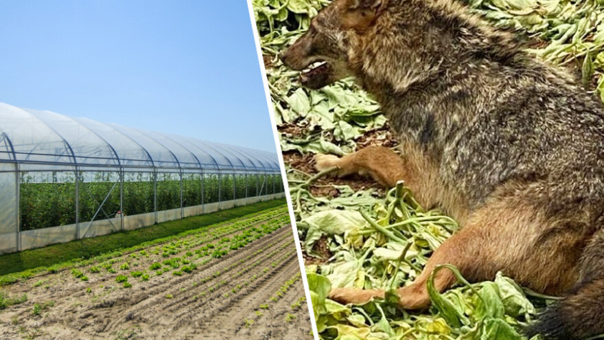 Čagalj s Tustice "ušetao" u plastenik Tomislava Deme iz Sikova