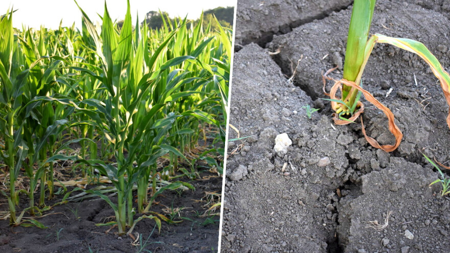Kukuruz je u fazi kada mu treba najviše vlage - ima li mu spasa?