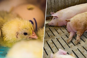Drobljenje muških pilića i kastracija prasadi od 2022. bit će zabranjeno u Francuskoj?