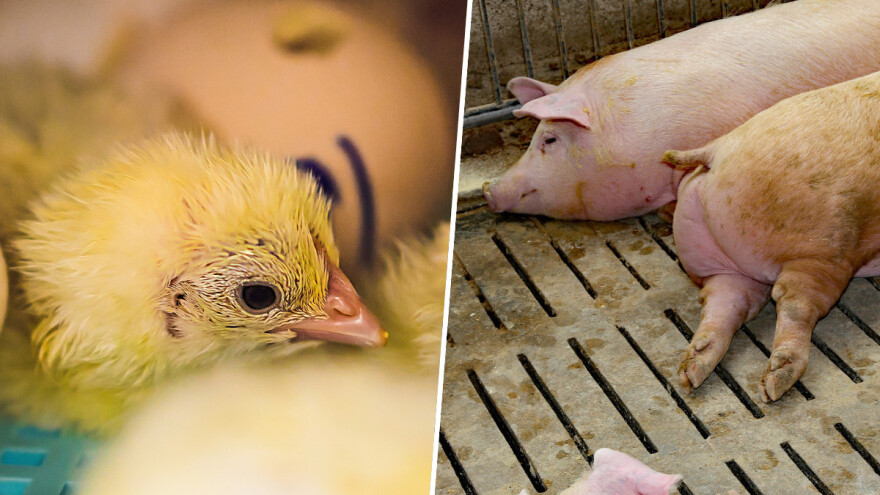 Drobljenje muških pilića i kastracija prasadi od 2022. bit će zabranjeno u Francuskoj?
