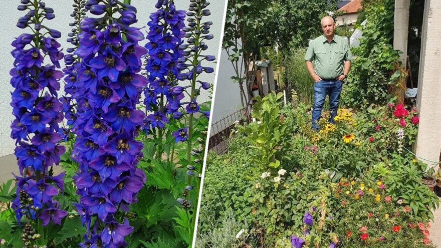 Muris Pašanović: Delfinijum je kralj cvijeća, a nije ga teško uzgajati