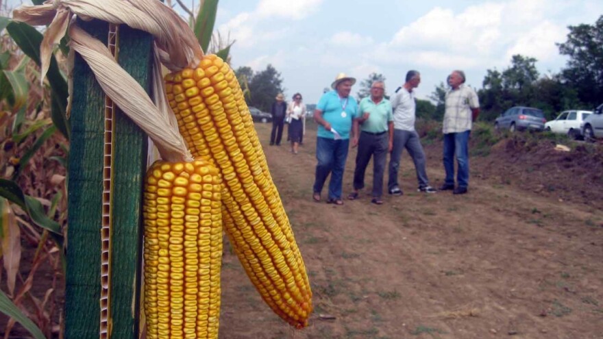 Šumadija: Rodilo za medalju -  počinje berba kukuruza