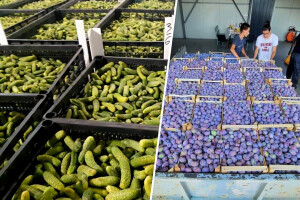 Na granici se kvari voće i povrće zbog radnog vremena od 7 do 15 sati: E pa narod se snašao