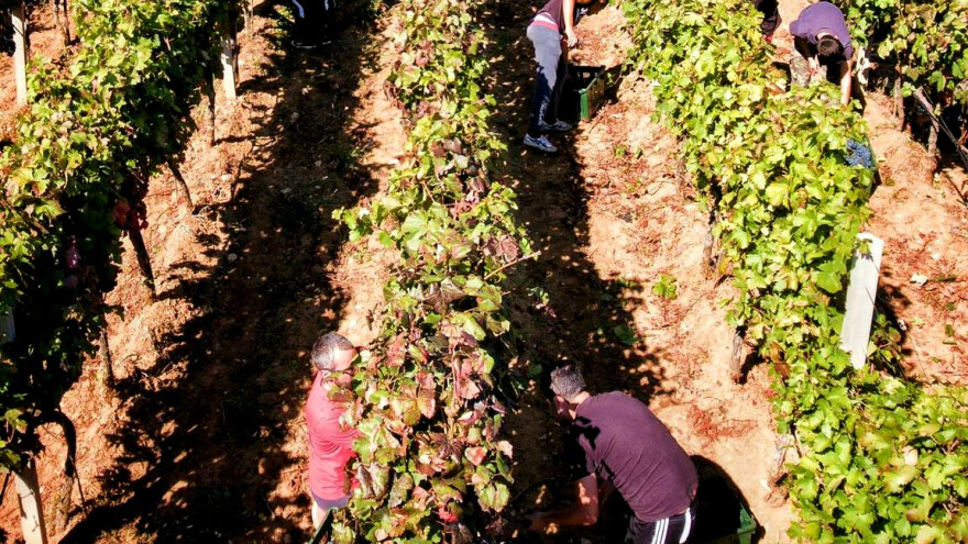 Andrija Ćorić: Grožđe beremo isključivo ručno i to su nam najljepši dani u godini