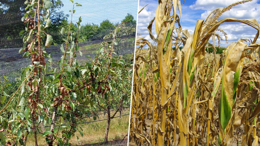 Razmjere suše u Republici Srpskoj biće poznate u jesen