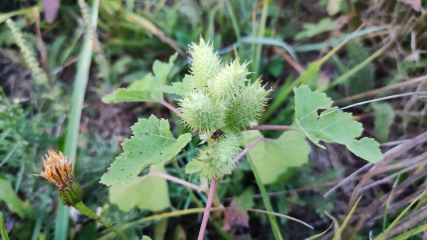 Obična dikica i na hrvatskim poljima, u SAD-u je glavni korov u soji i kukuruzu