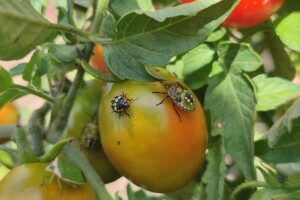 Stjenica sve više, a insekticida sve manje - domaći povrćari u problemima
