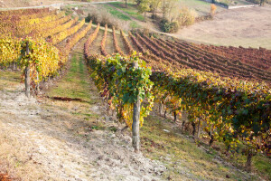 Vinogradarstvo: Kako se izboriti s visokim temperaturama i sušom?