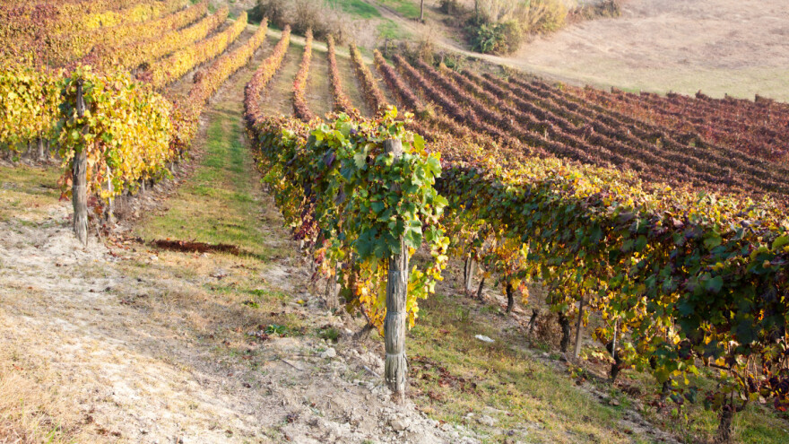 Vinogradarstvo: Kako se izboriti s visokim temperaturama i sušom?