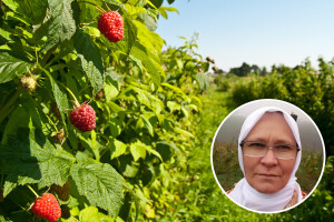Almira Mehić planira podići mladi zasad sa certificiranim sadnicama maline