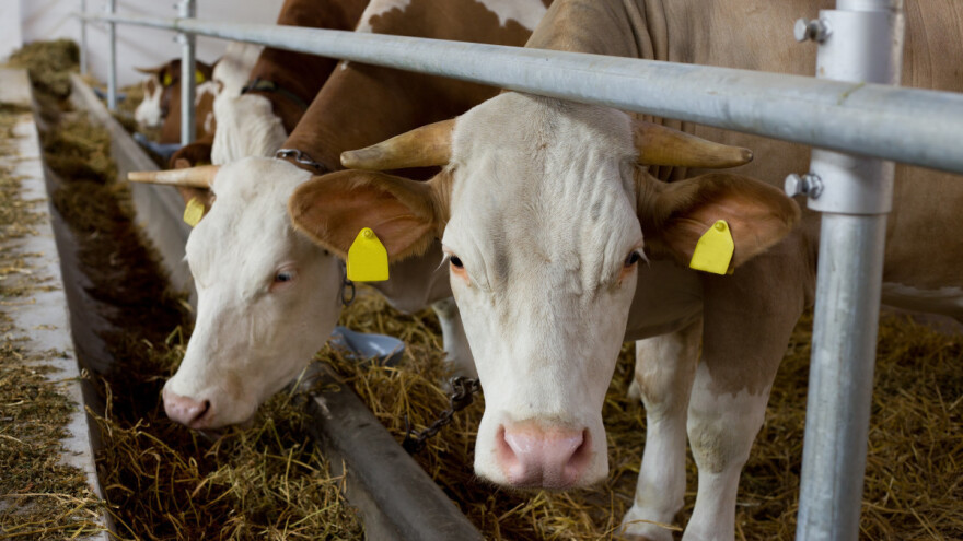 U isplatu ide 500.000 KM za mljekare i gotovo 1,5 milijun KM za uzgoj tovne junadi