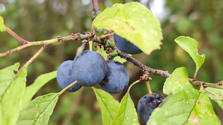 Manje poznate činjenice o trnini - našoj autohtonoj, otpornoj i robusnoj stablašici