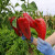 Paprika roga od domaćeg semena - kvalitetna priprema za dobar rod