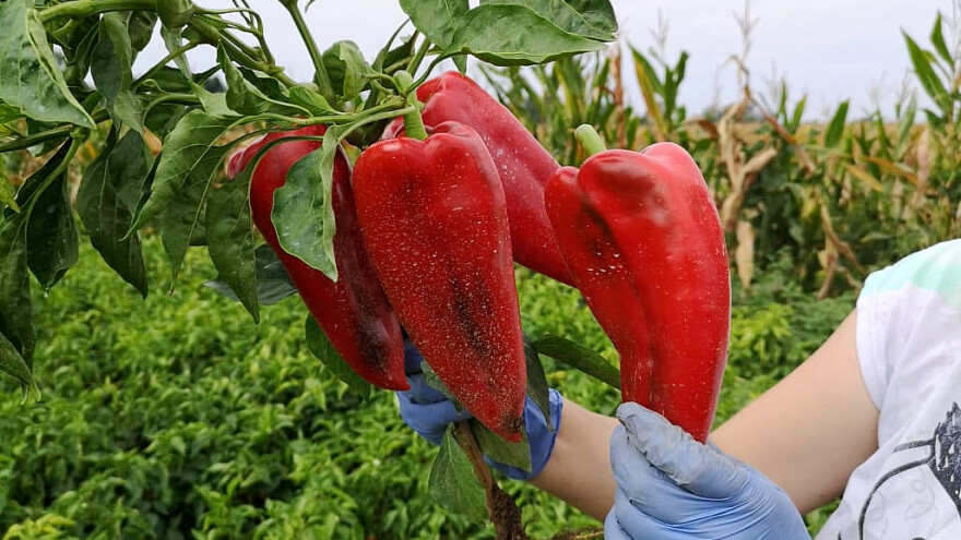 Paprika roga od domaćeg semena - kvalitetna priprema za dobar rod
