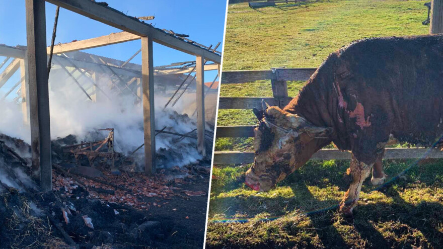 Požari u bijeljinskim selima zahvatili kravu, bika i prase - izgorjelo sijeno