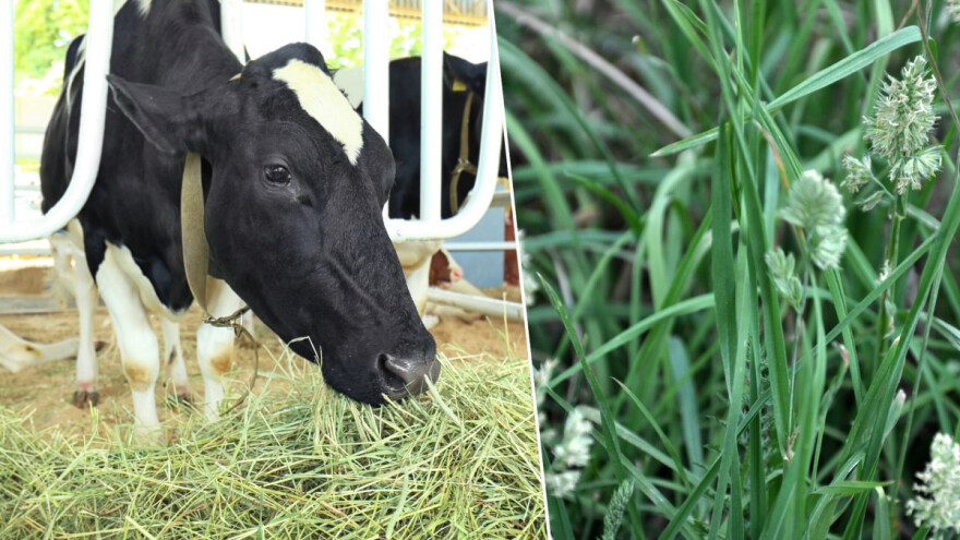Ježevica je odlična za pašu, sijeno, sjenažu i silažu